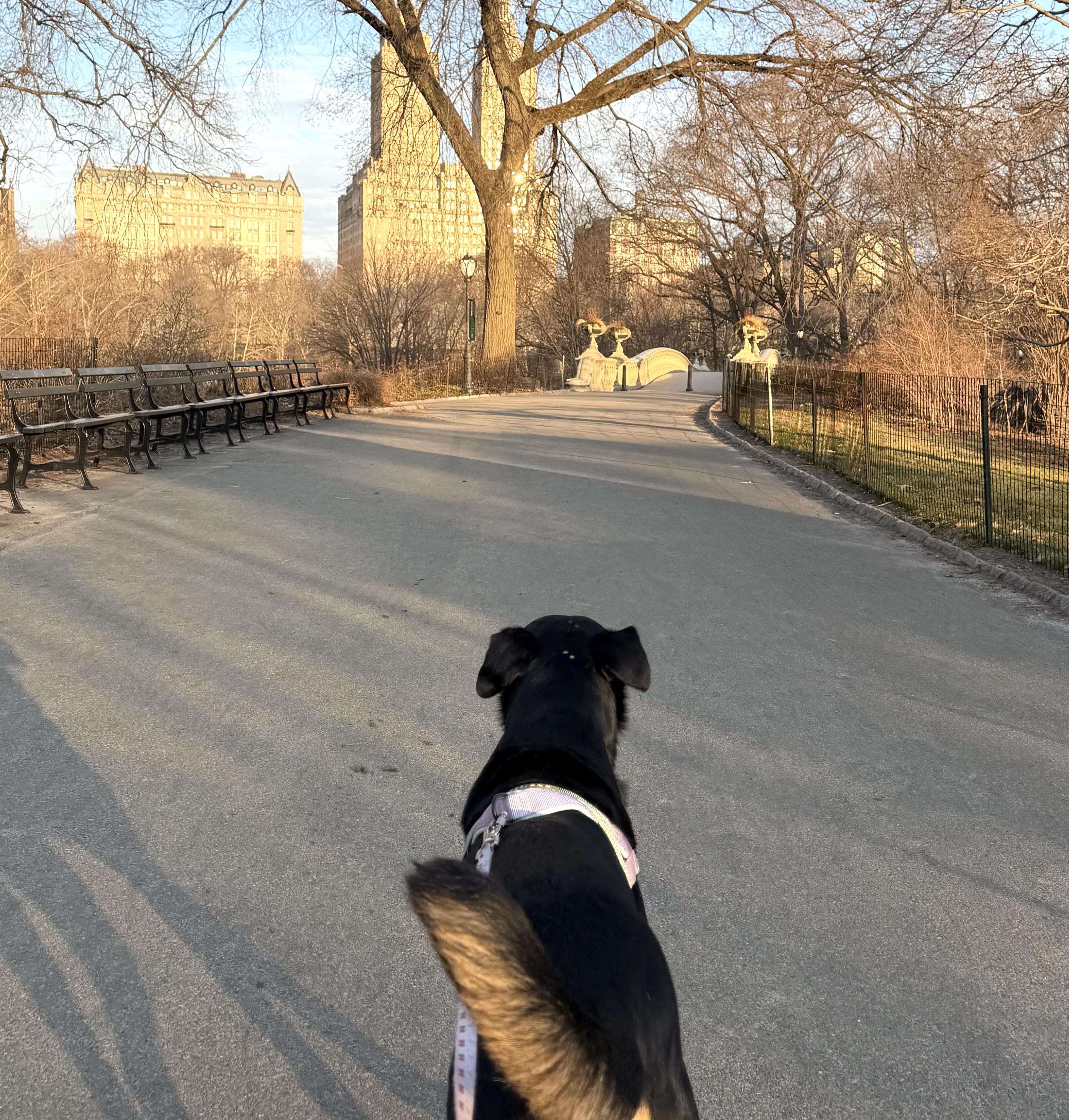 Enlarge Bob, a Adoptable mixed breed in Brooklyn, NY image 6/6