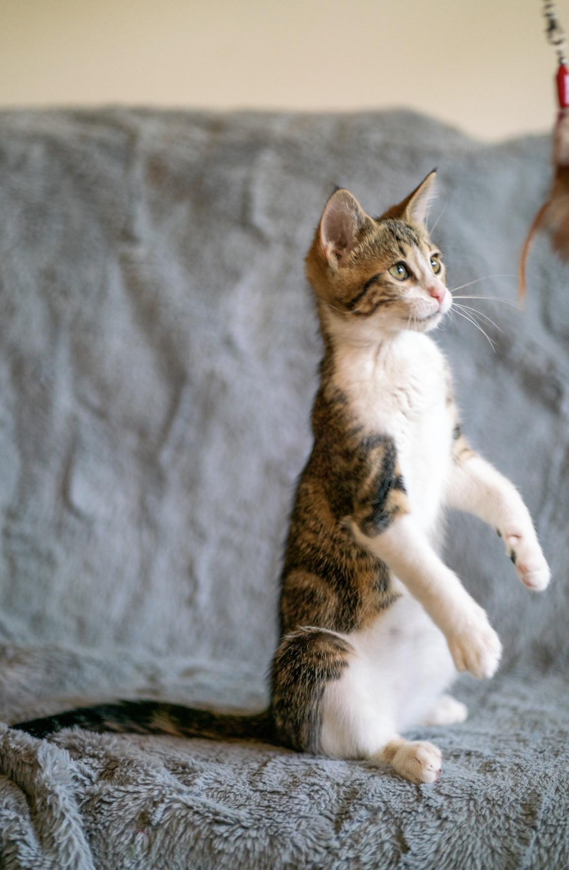 Jasper, Adoptable, Kitten Male Domestic Short Hair.