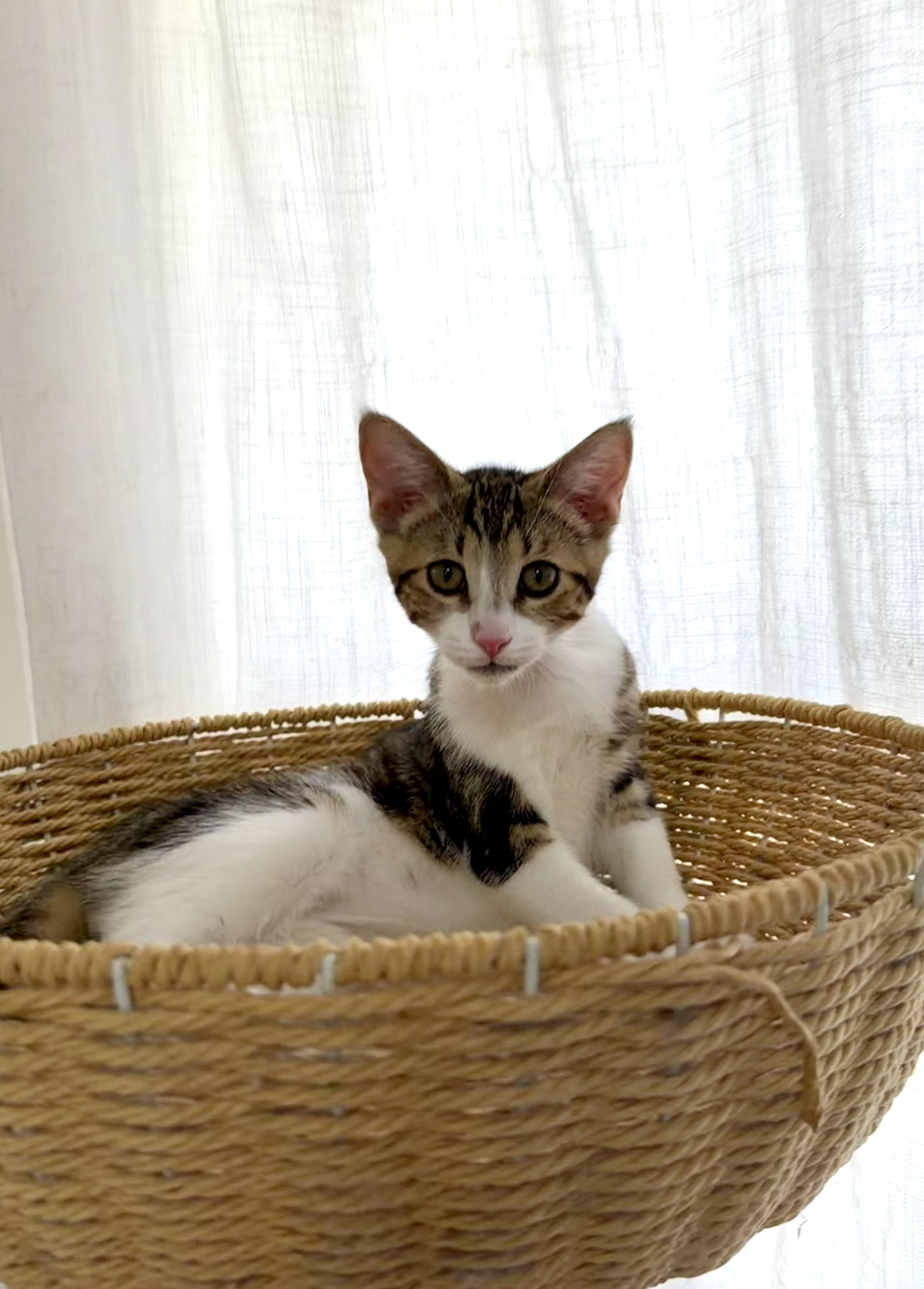 Enlarge Jasper, a Adoptable Domestic Short Hair in San Jose, CA image 4/6
