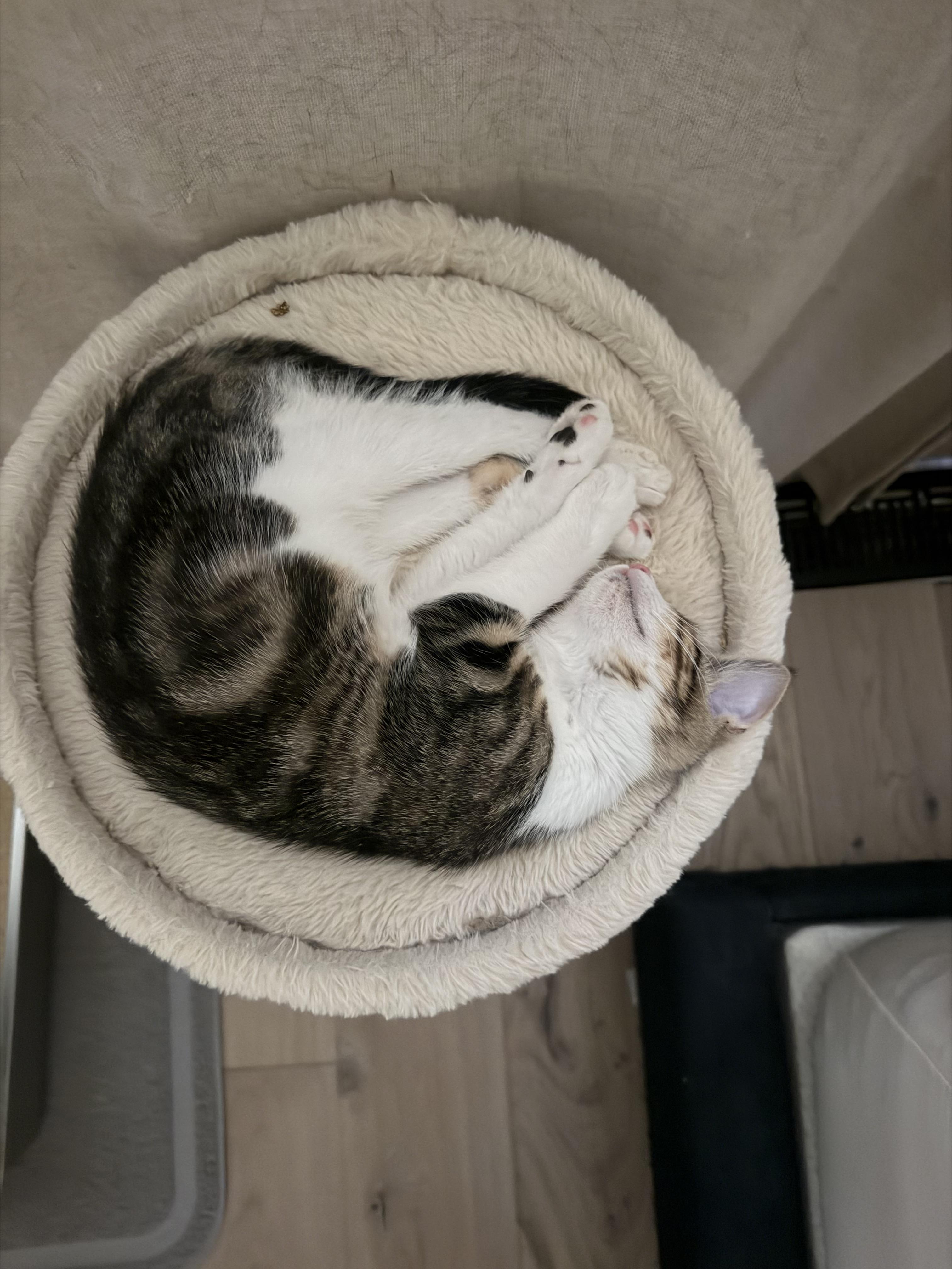 Enlarge Jasper, a Adoptable Domestic Short Hair in San Jose, CA image 2/6
