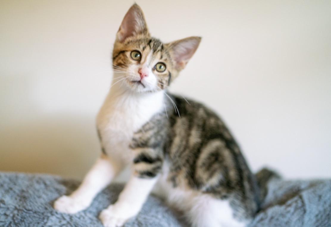 Enlarge Jasper, a Adoptable Domestic Short Hair in San Jose, CA image 6/6