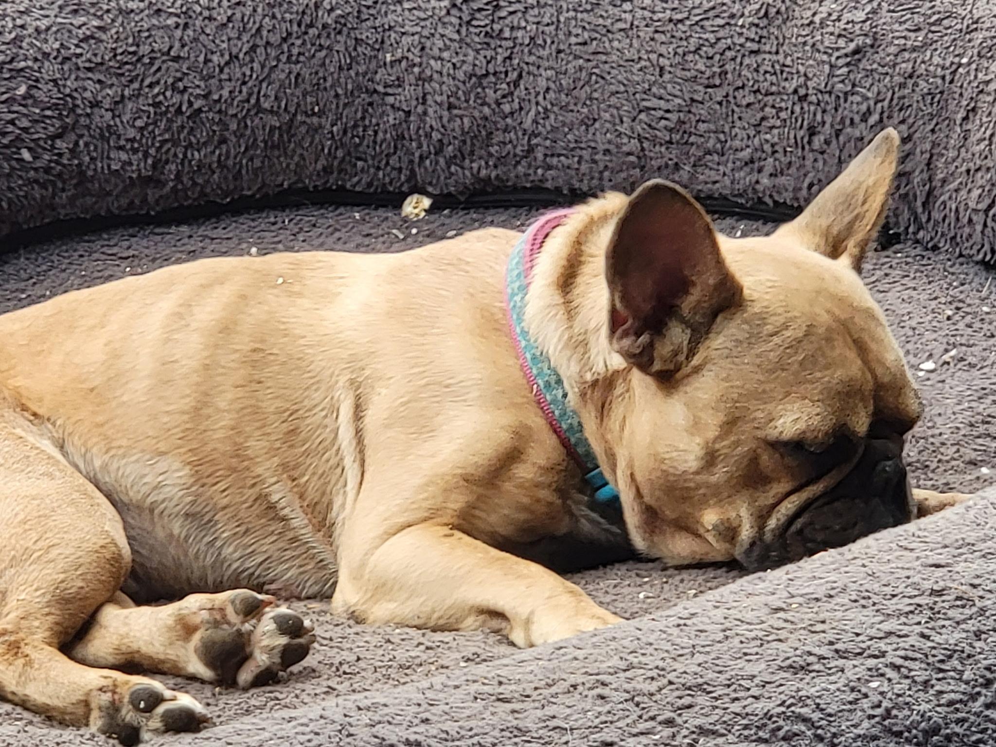 Enlarge Charlie, a Adoptable mixed breed in Pasadena, CA image 2/4