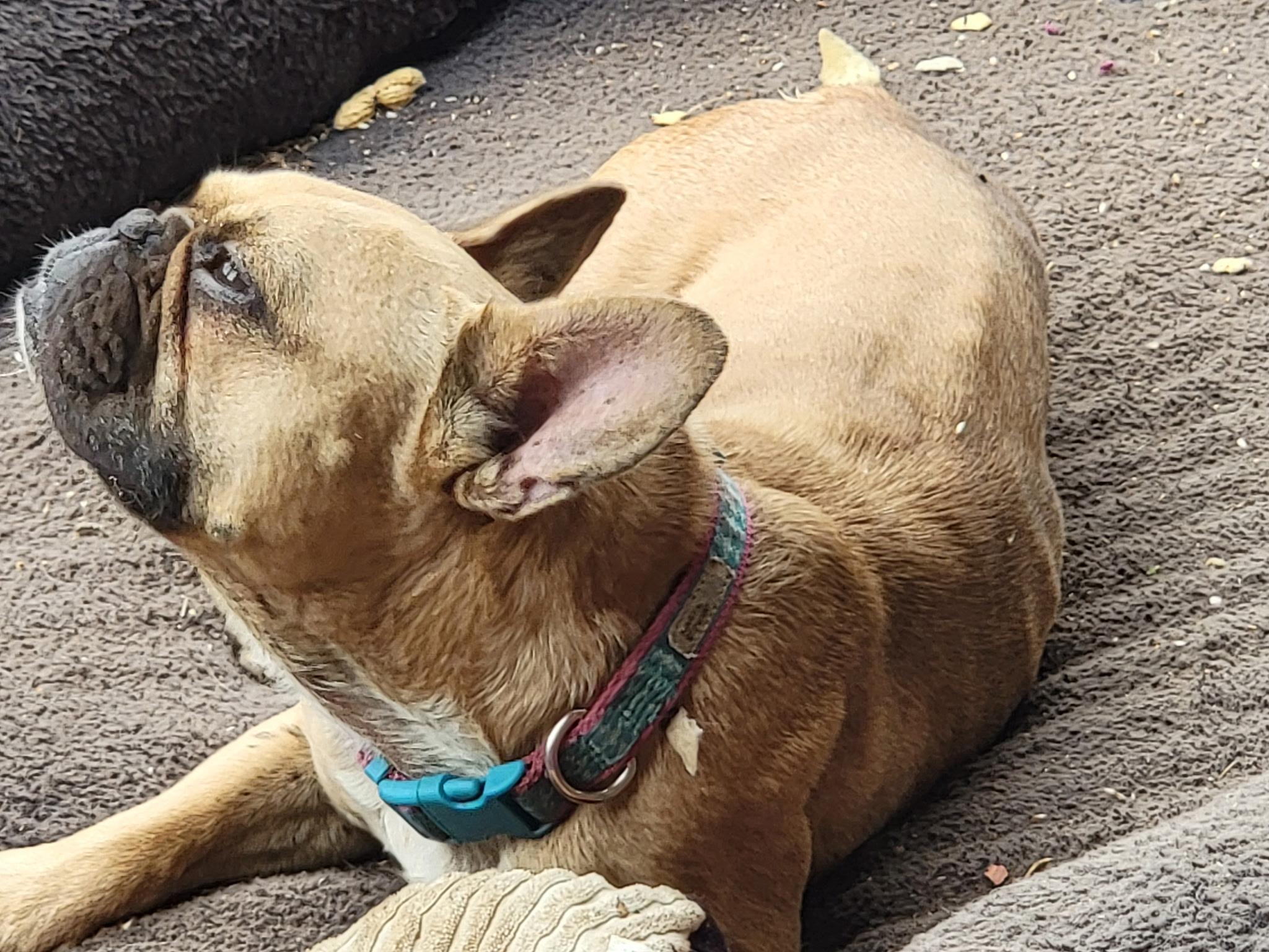 Enlarge Charlie, a Adoptable mixed breed in Pasadena, CA image 3/4