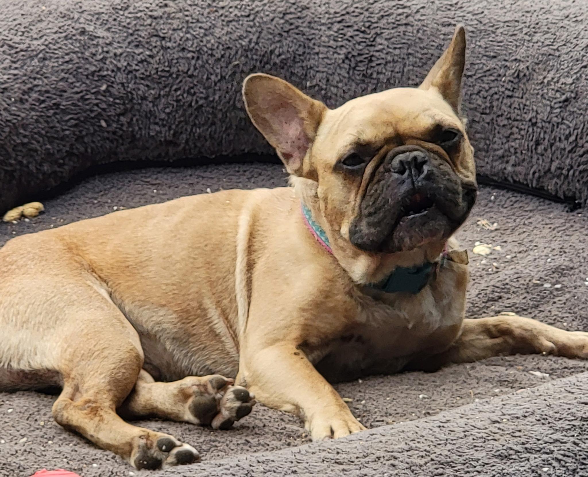 Charlie, Adoptable, Adult Female French Bulldog.