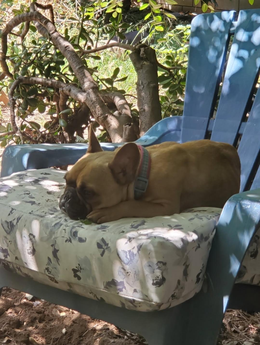 Charlie, Adoptable, Adult Female French Bulldog.