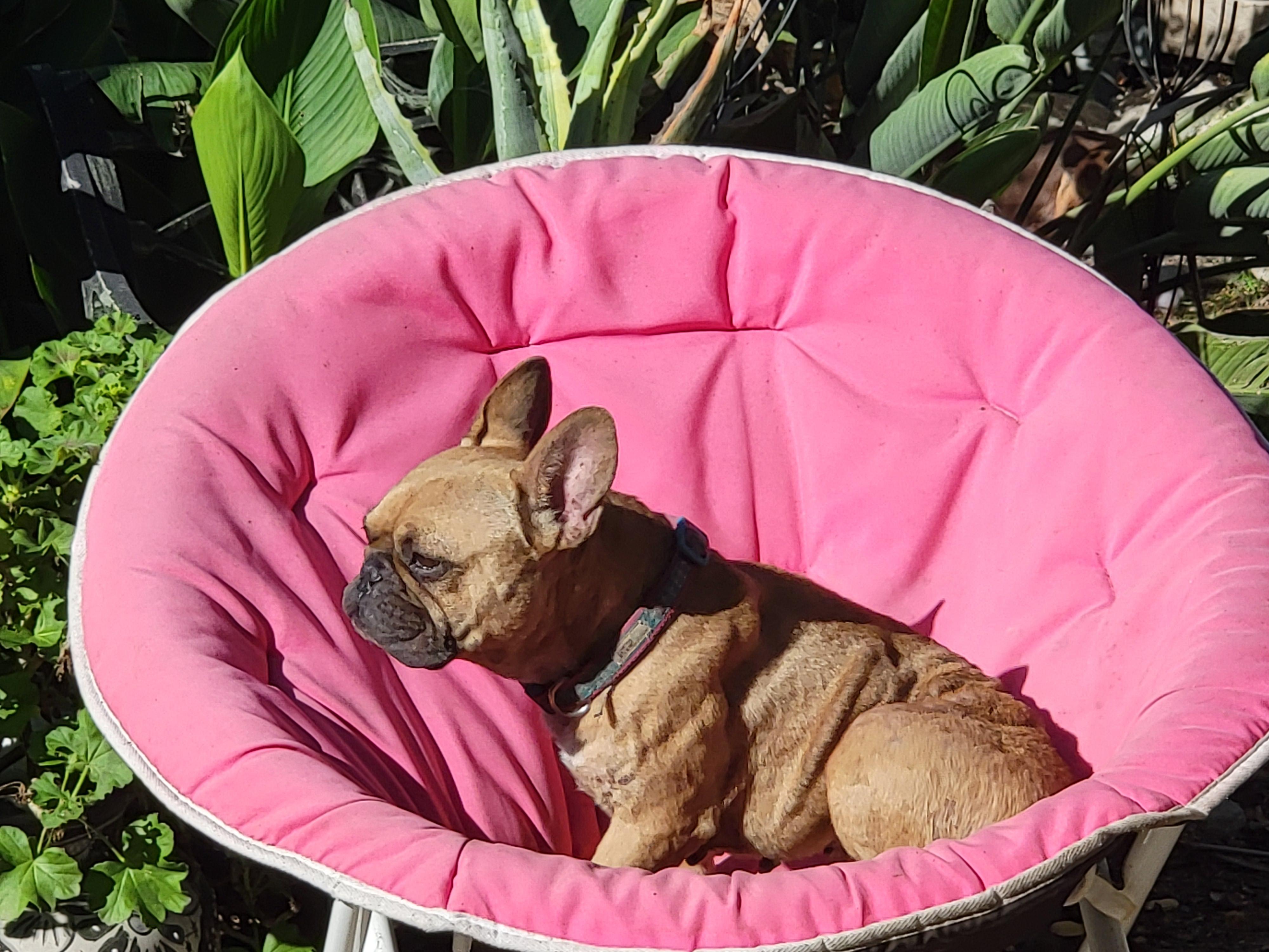 Enlarge Charlie, a Adoptable mixed breed in Sherman Oaks, CA image 2/5