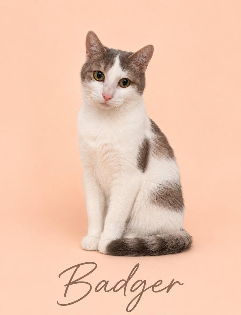 Badger, Adoptable, Young Male Domestic Short Hair.