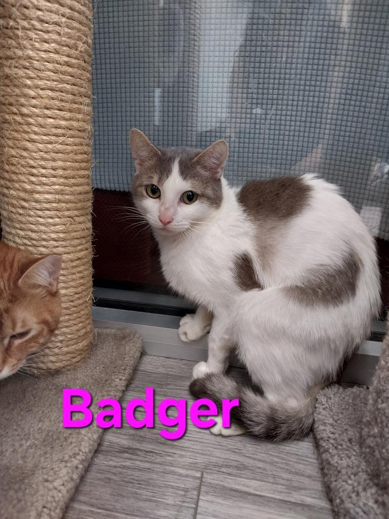 Enlarge Badger, a Adoptable mixed breed in Leonardtown, MD image 2/2