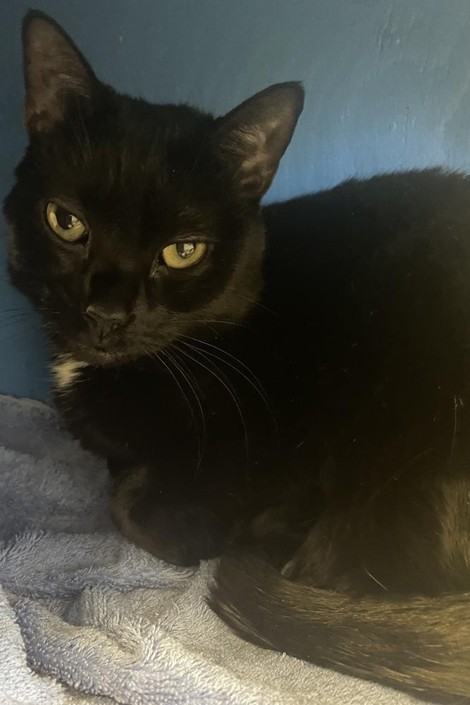 W2 ARKANGEL, a Adoptable mixed breed in Southbury, CT image 1/4