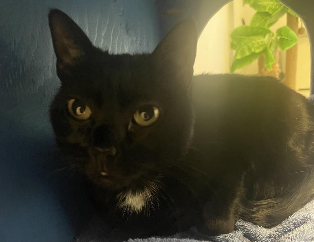 W2 ARKANGEL, a Adoptable mixed breed in Southbury, CT image 2/4