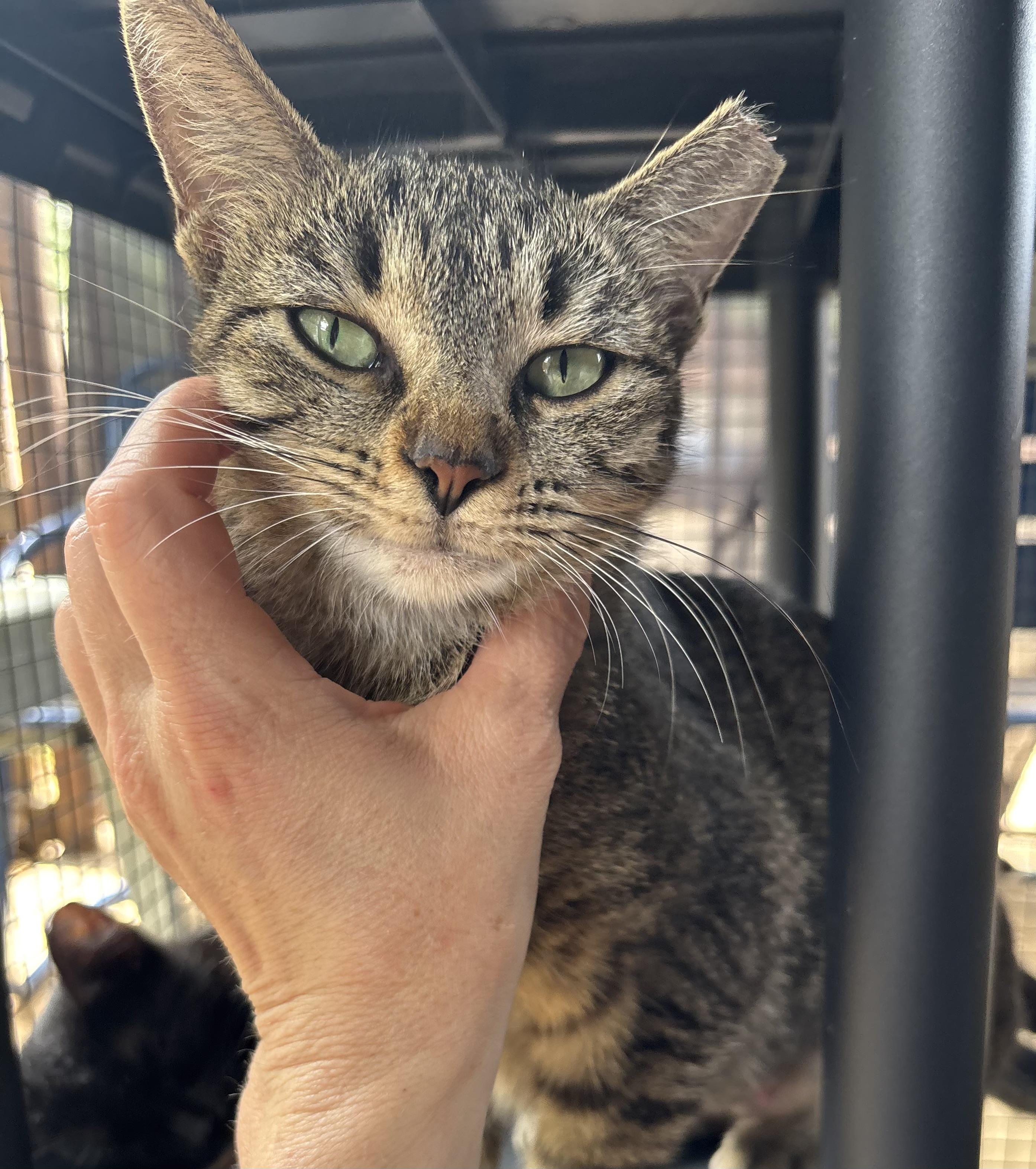Gemma, an adoptable Domestic Short Hair in Lubbock, TX, 79490 | Photo Image 1