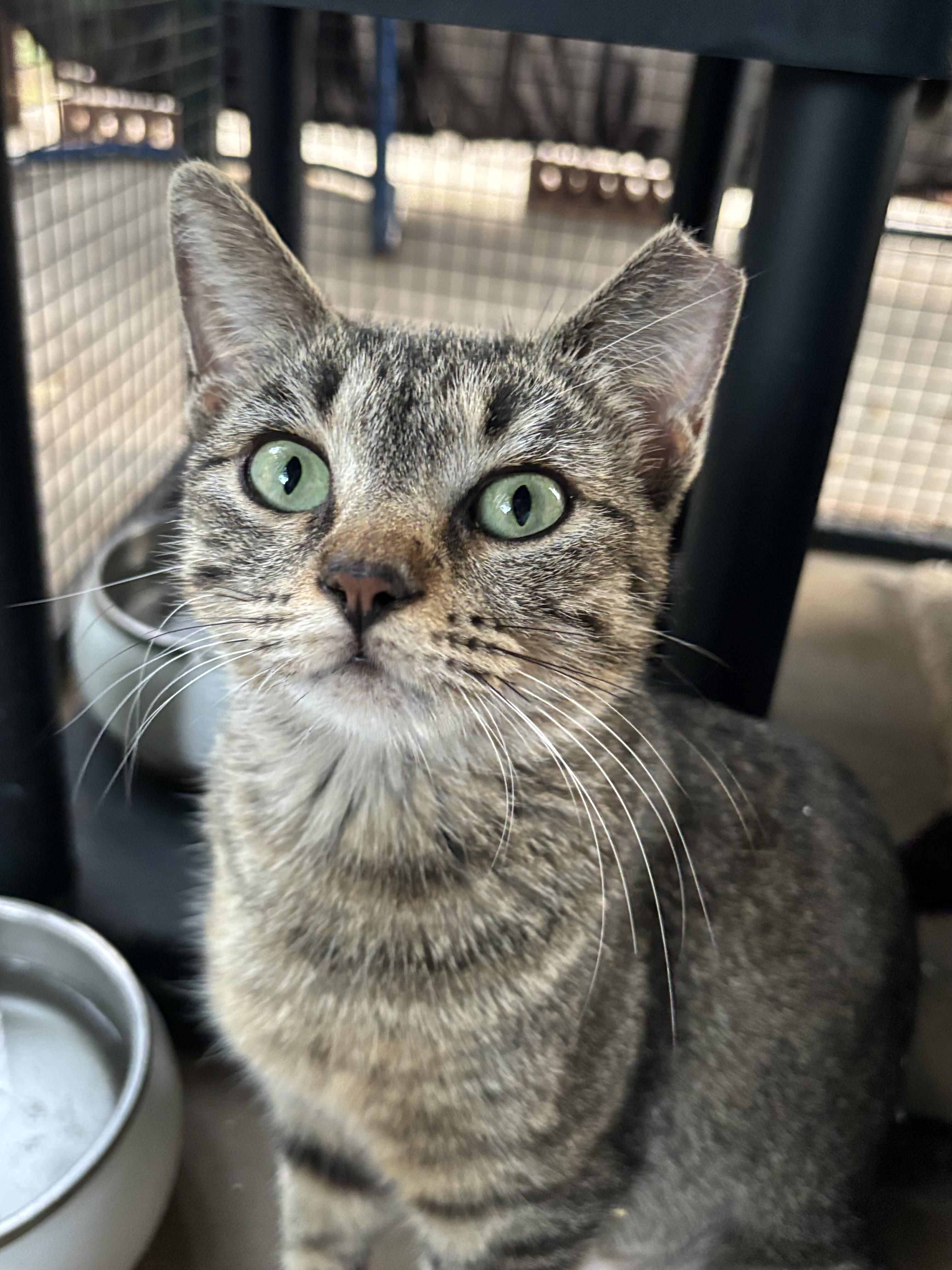 Gemma, an adoptable Domestic Short Hair in Lubbock, TX, 79490 | Photo Image 2