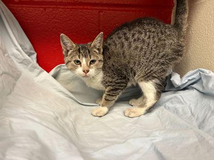 Haydi, Adoptable, Kitten Female Domestic Short Hair & Domestic Short Hair.
