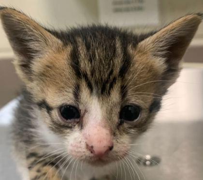 Haydi, Adoptable, Kitten Female Domestic Short Hair & Domestic Short Hair.