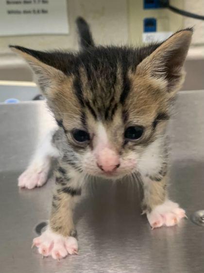 Enlarge Haydi, a Adoptable mixed breed in Gray, LA image 2/3