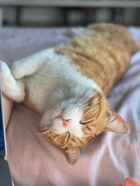 Enlarge Crema, a Adoptable Domestic Short Hair in Los Angeles, CA image 1/6