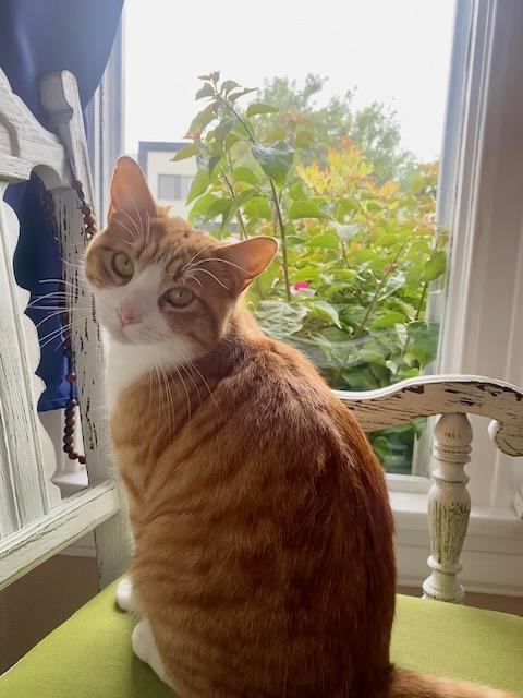 Crema, Adoptable, Adult Female Domestic Short Hair.