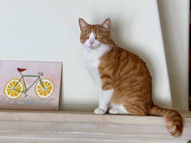 Enlarge Crema, a Adoptable Domestic Short Hair in Los Angeles, CA image 4/6