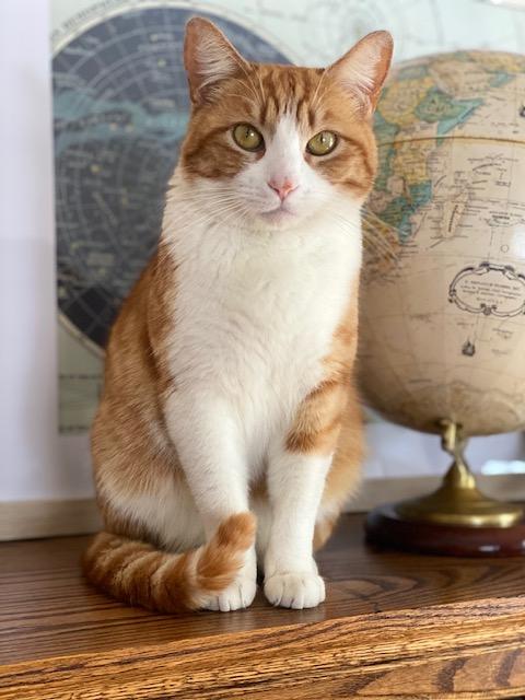 Enlarge Crema, a Adoptable Domestic Short Hair in Los Angeles, CA image 2/6