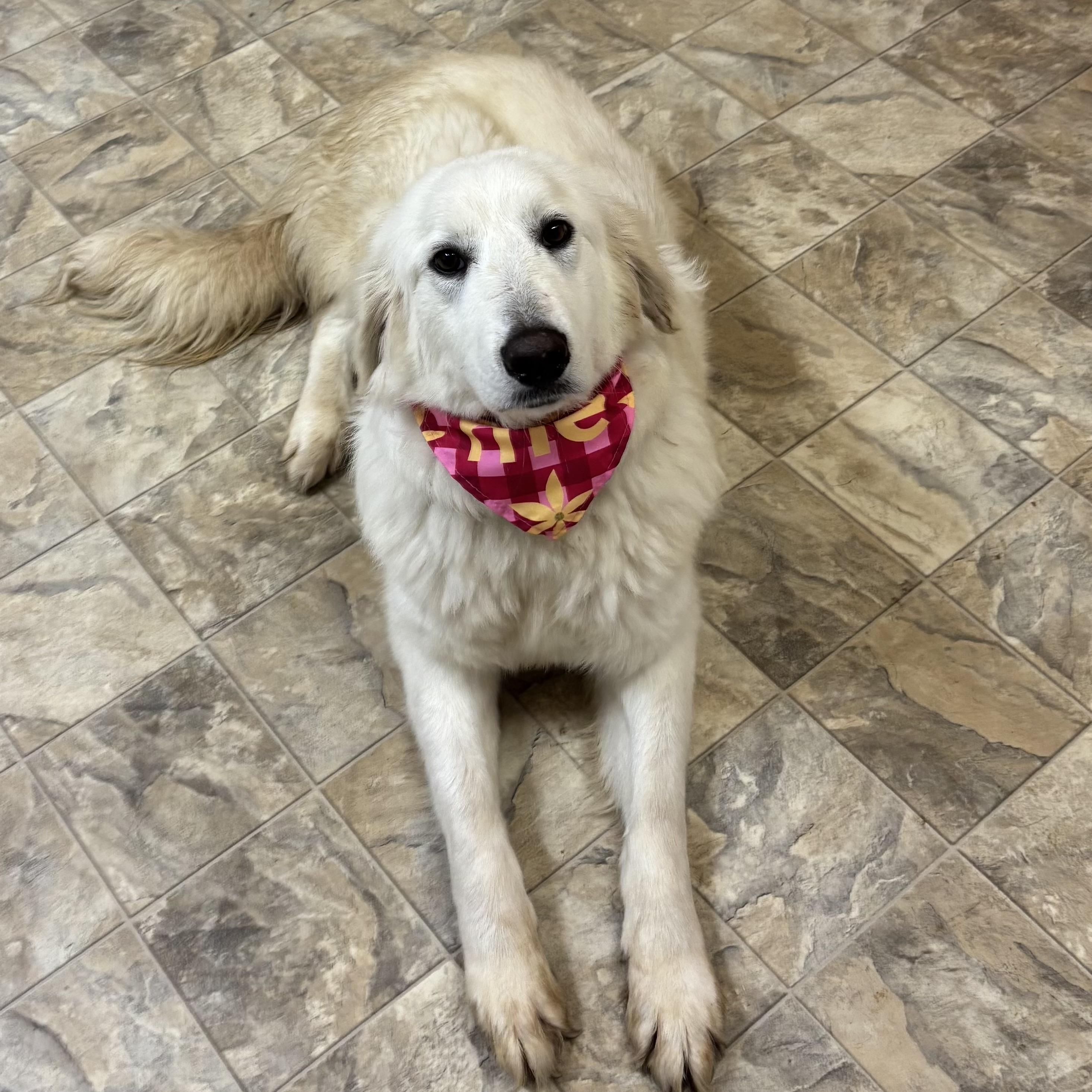 Enlarge Emmy, an adopted mixed breed in Pilot Point, TX image 1/2