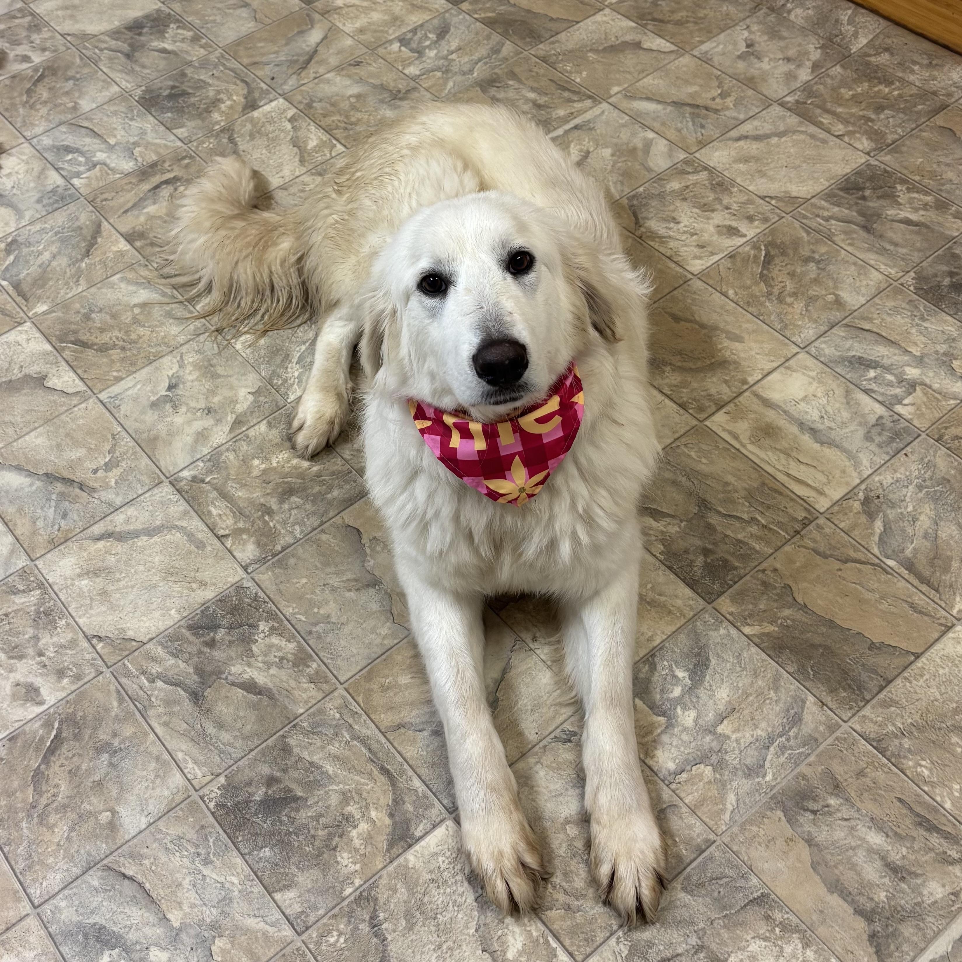 Enlarge Emmy, an adopted mixed breed in Pilot Point, TX image 2/2