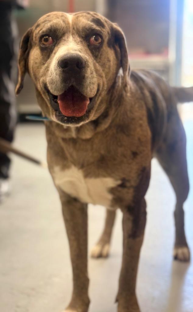 Enlarge Pongo, a Adoptable Catahoula Leopard Dog in North Vernon, IN image 1/1