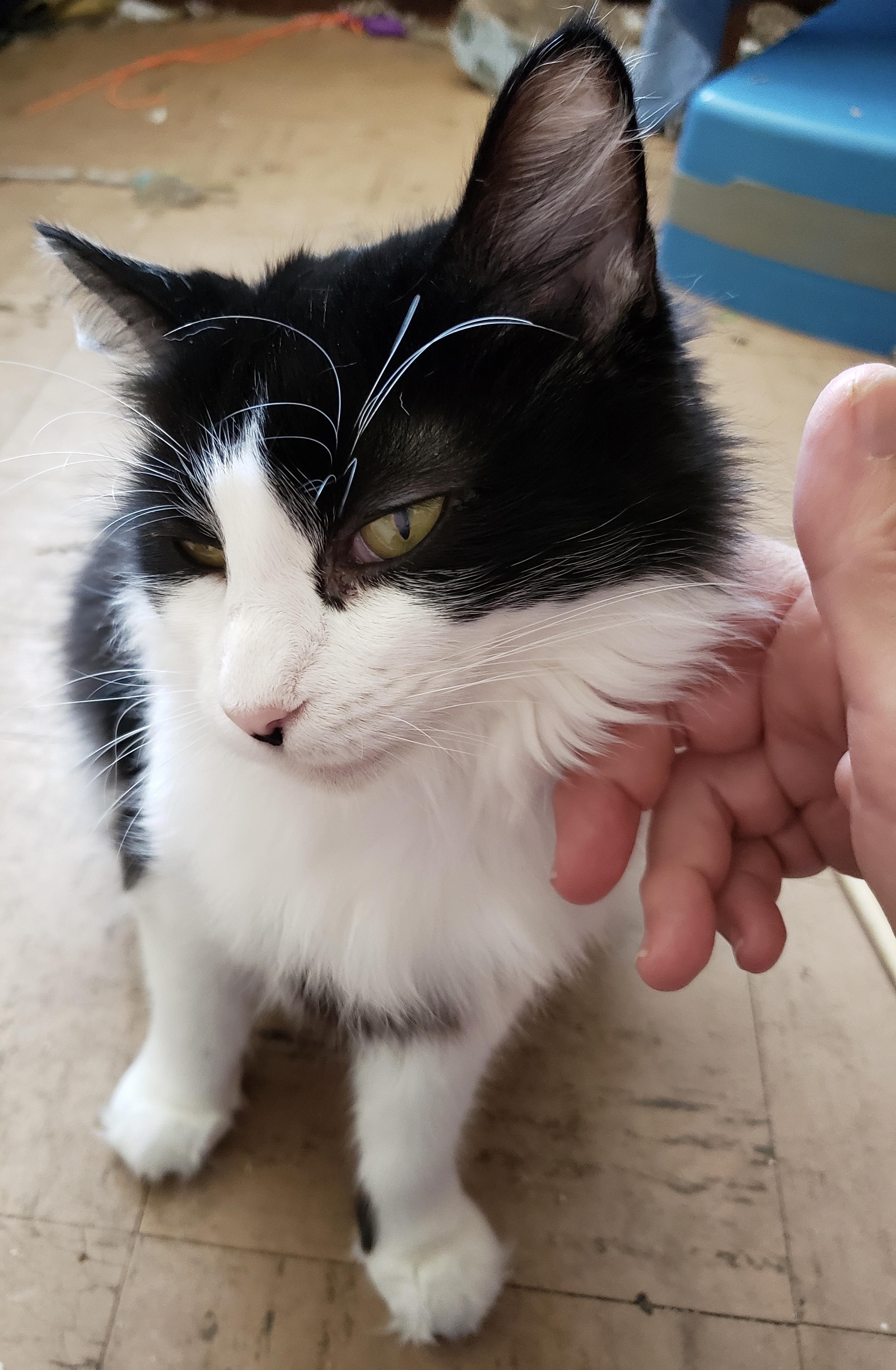 Nimue