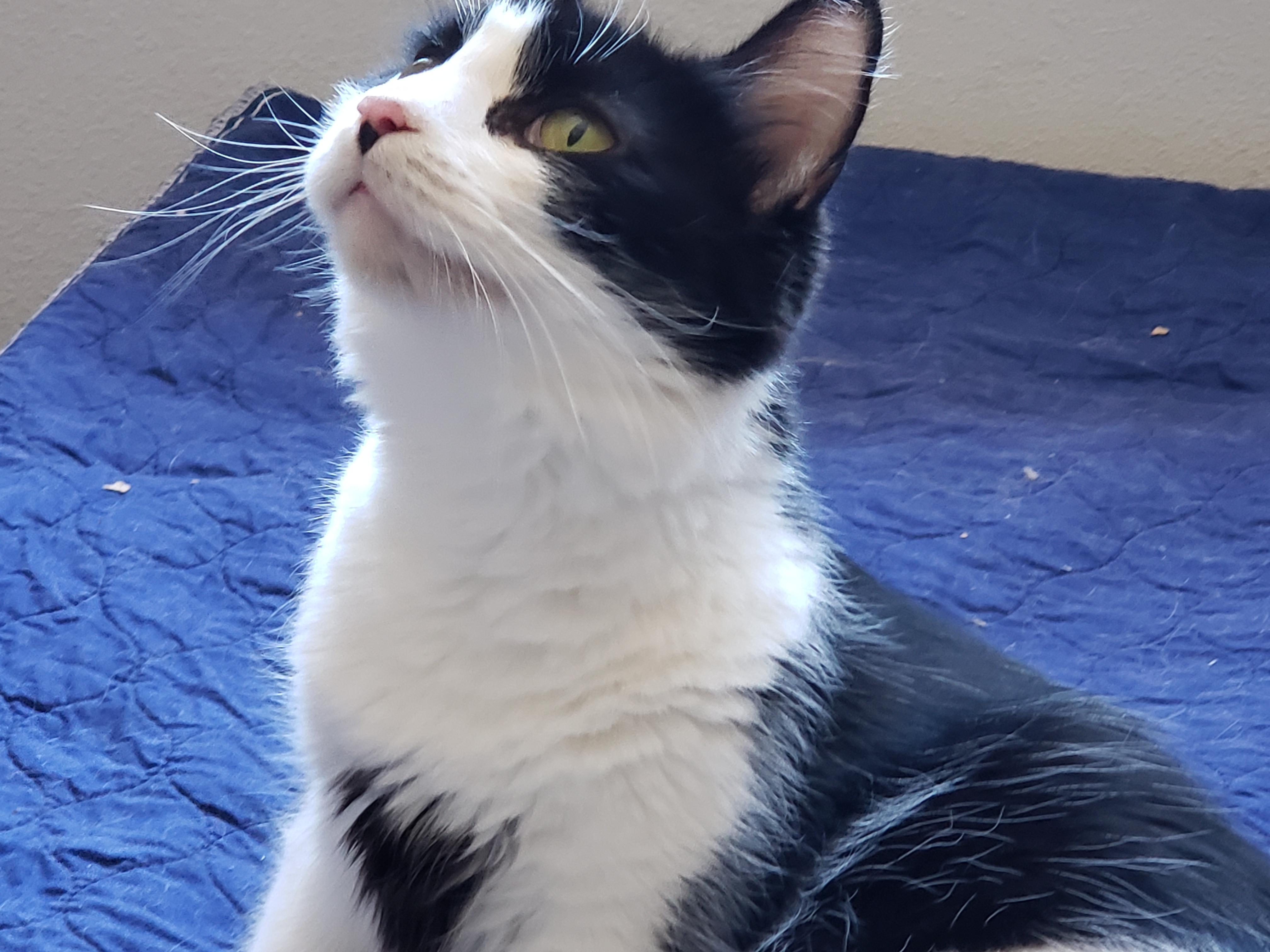 Nimue