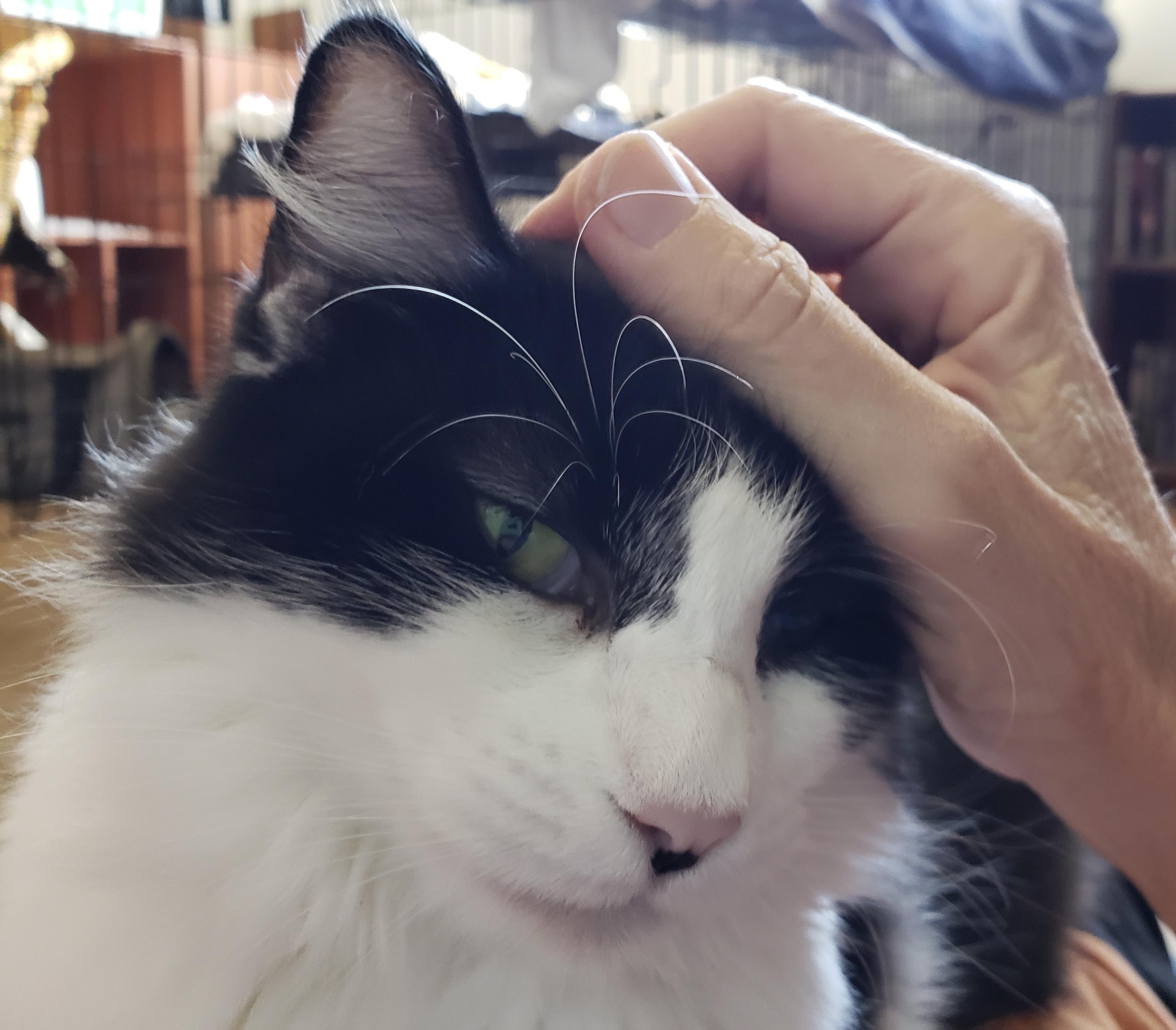 Nimue