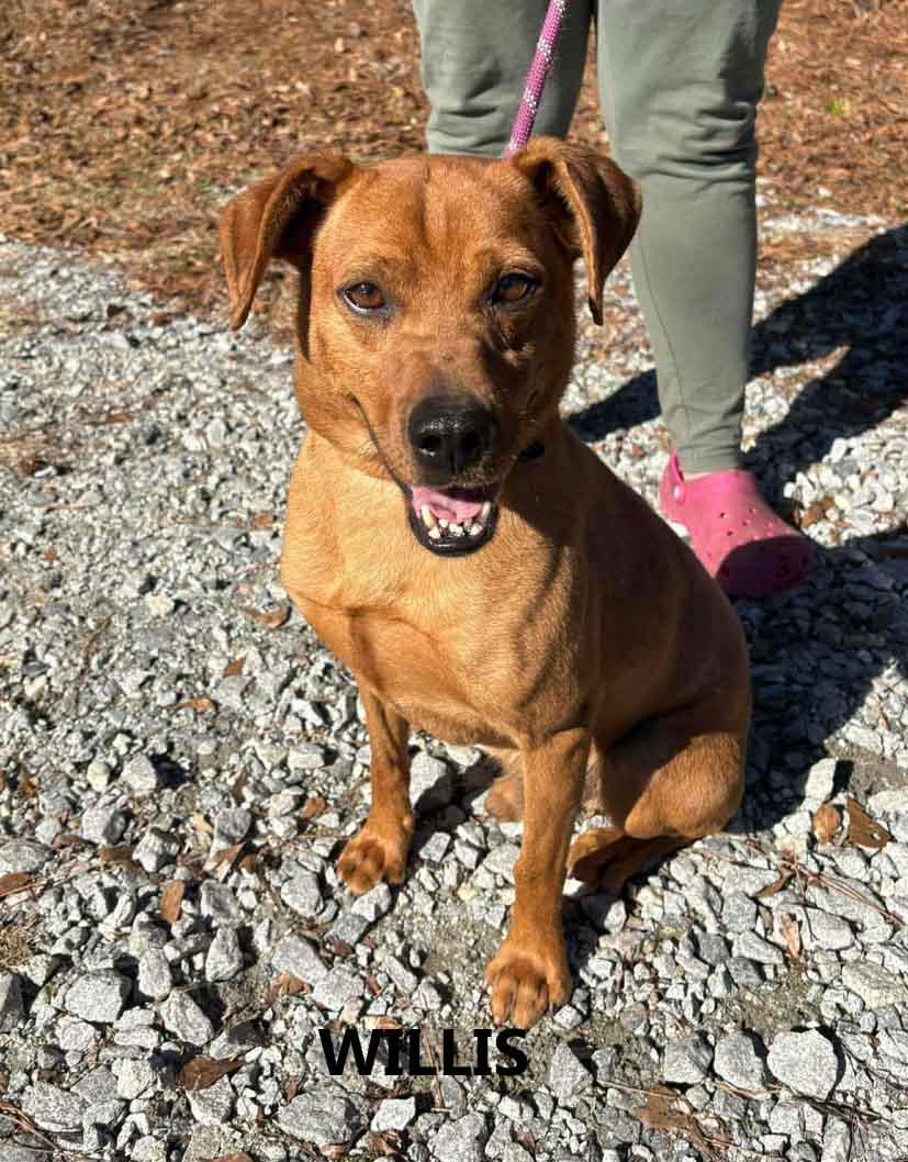 Enlarge Willis, a ADOPTABLE mixed breed in Washington, GA image 1/5