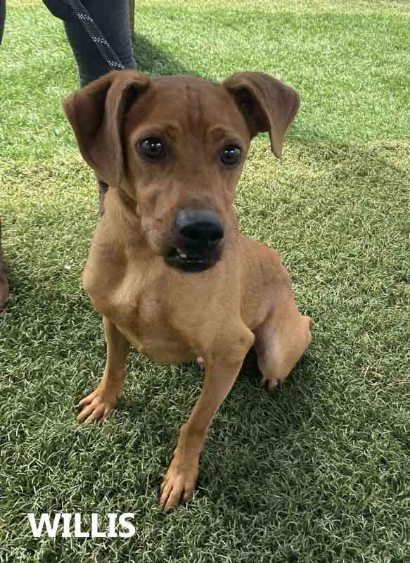 Enlarge Willis, a ADOPTABLE mixed breed in Washington, GA image 2/3