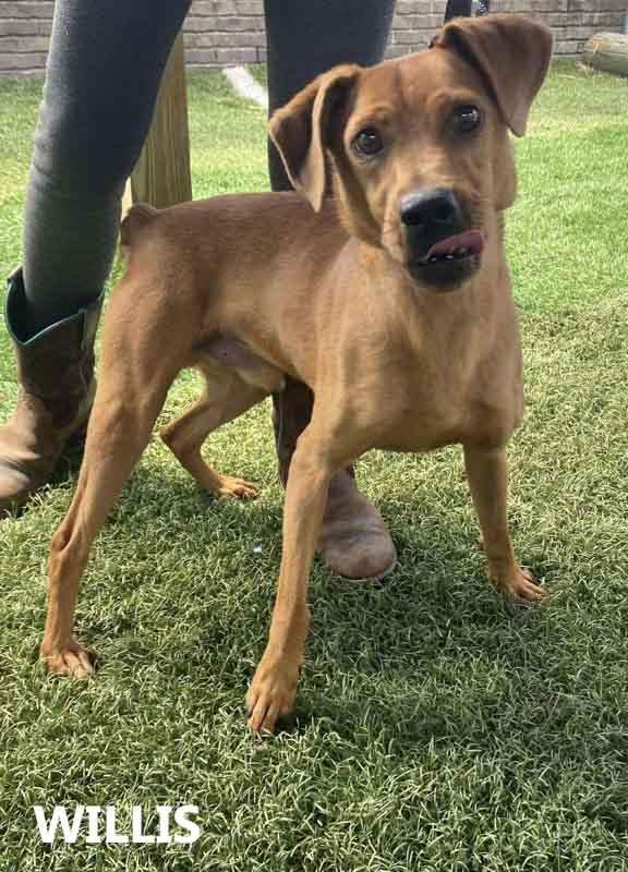 Enlarge Willis, a ADOPTABLE mixed breed in Washington, GA image 3/3