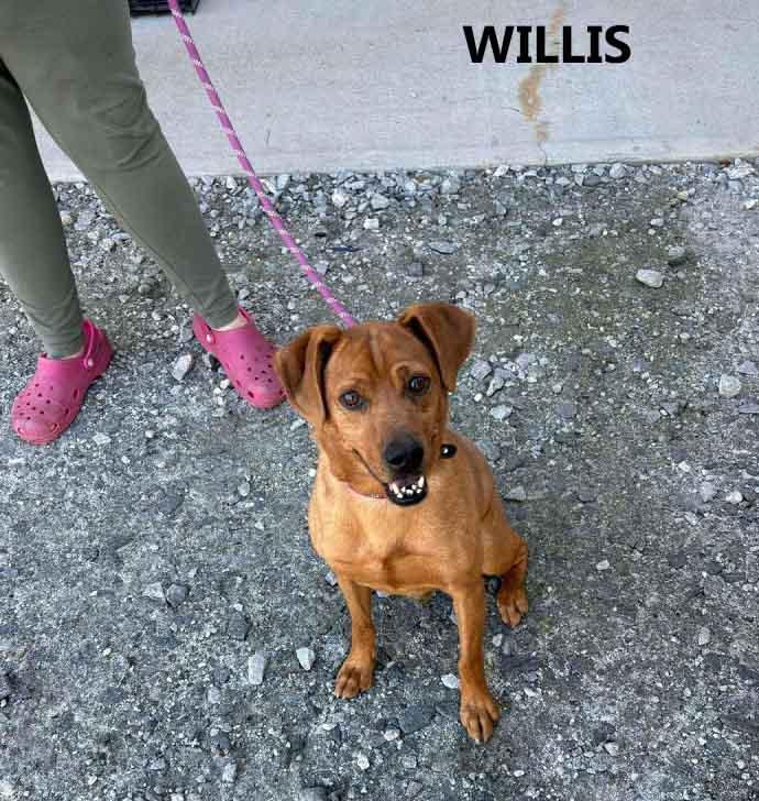 Enlarge Willis, a ADOPTABLE mixed breed in Washington, GA image 5/5