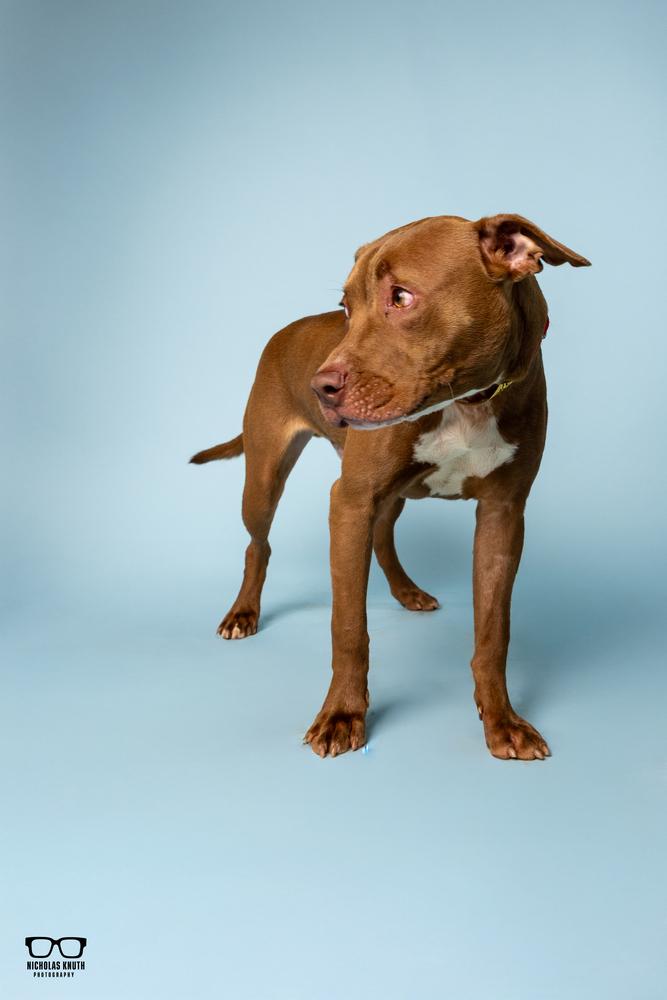 Hoover, Adoptable, Young Male Pit Bull Terrier.