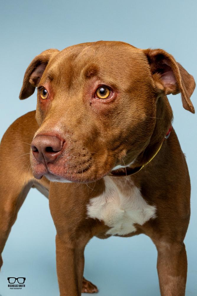 Hoover, a Adoptable mixed breed in Palatine, IL image 2/5