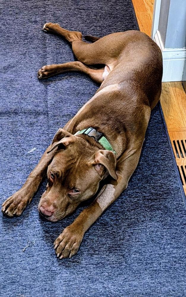 Enlarge Hoover, a Adoptable mixed breed in Palatine, IL image 3/4