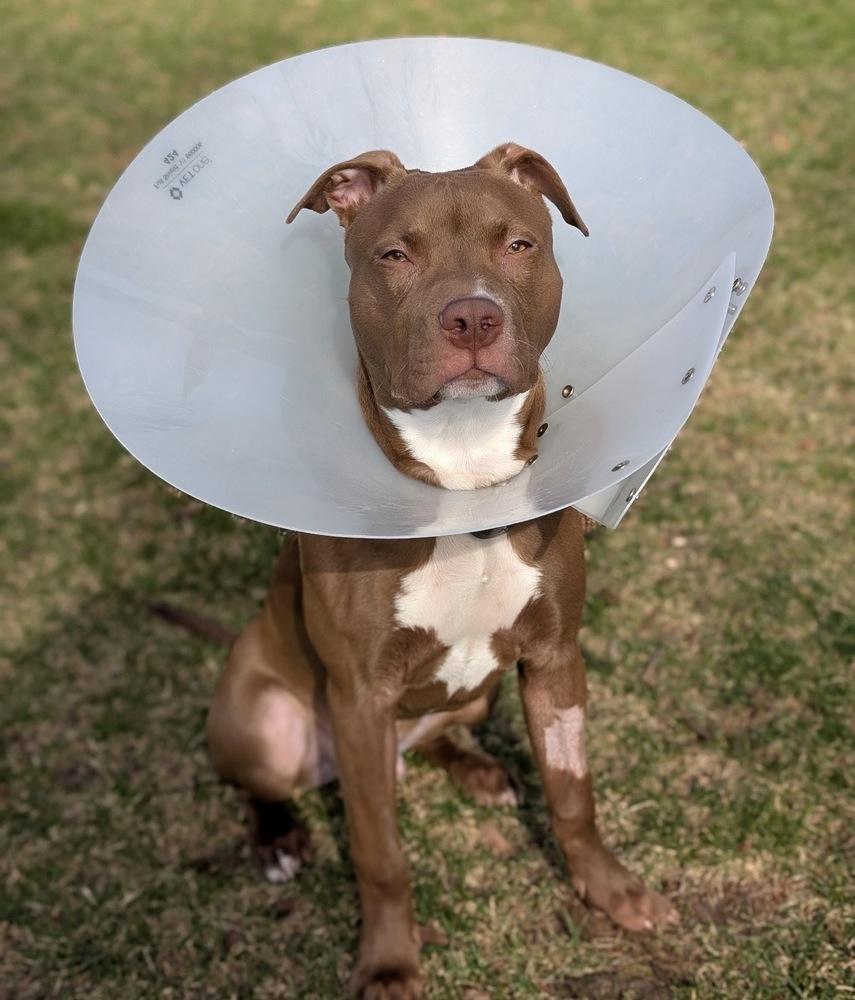 Enlarge Hoover, a Adoptable mixed breed in Palatine, IL image 4/4