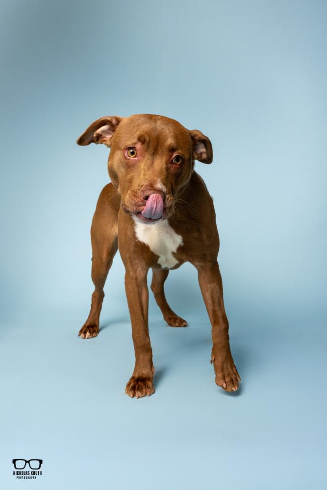 Hoover, a Adoptable mixed breed in Palatine, IL image 3/5