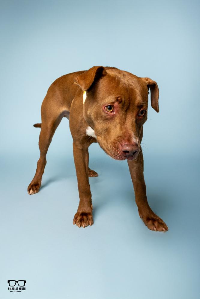 Hoover, a Adoptable mixed breed in Palatine, IL image 4/5