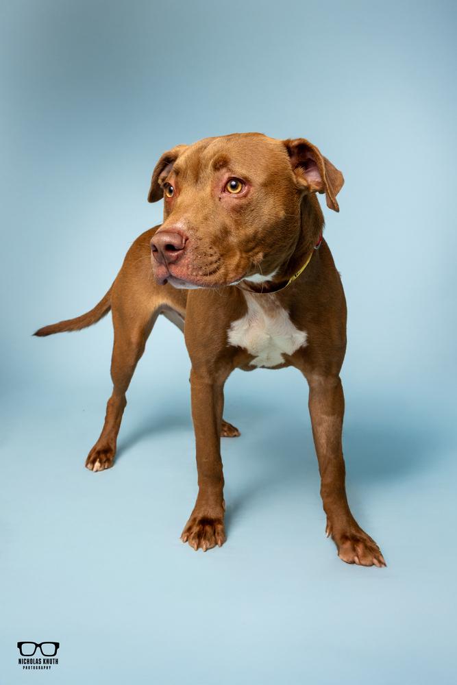 Hoover, a Adoptable mixed breed in Palatine, IL image 5/5
