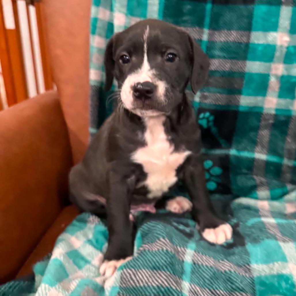 CT Mowie avail Sep 5 (Quarry Campground- Tolland, CT), Adoptable, Puppy Male Australian Shepherd & Mountain Cur.