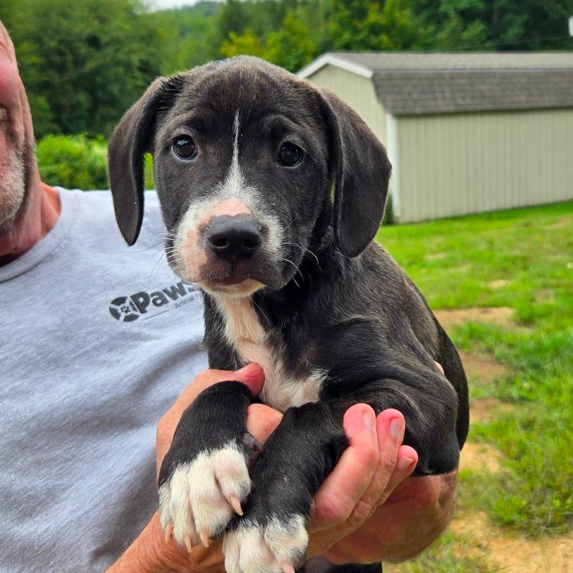 CT Mowie avail Sep 5 (Quarry Campground- Tolland, CT), a Adoptable mixed breed in Stormville, NY image 2/2