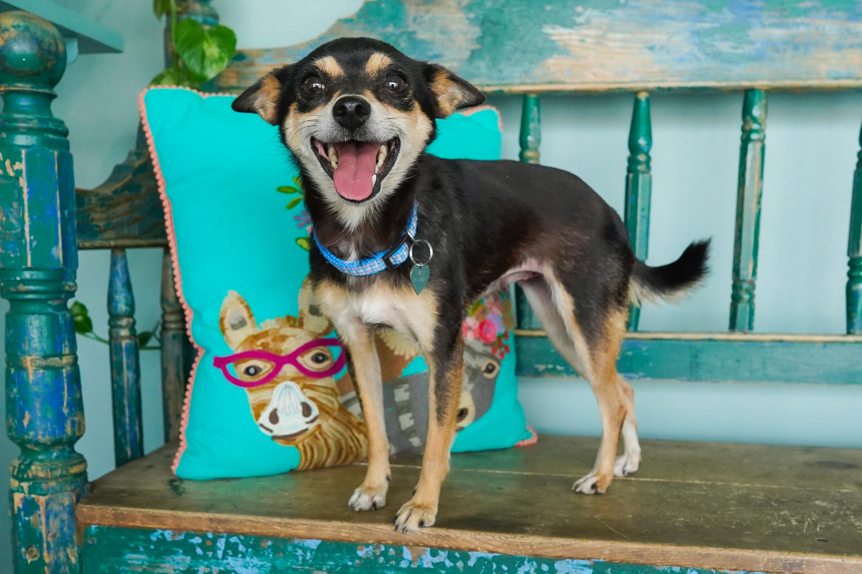 Pumpkin, Adoptable, Adult Female Chihuahua & Shiba Inu.
