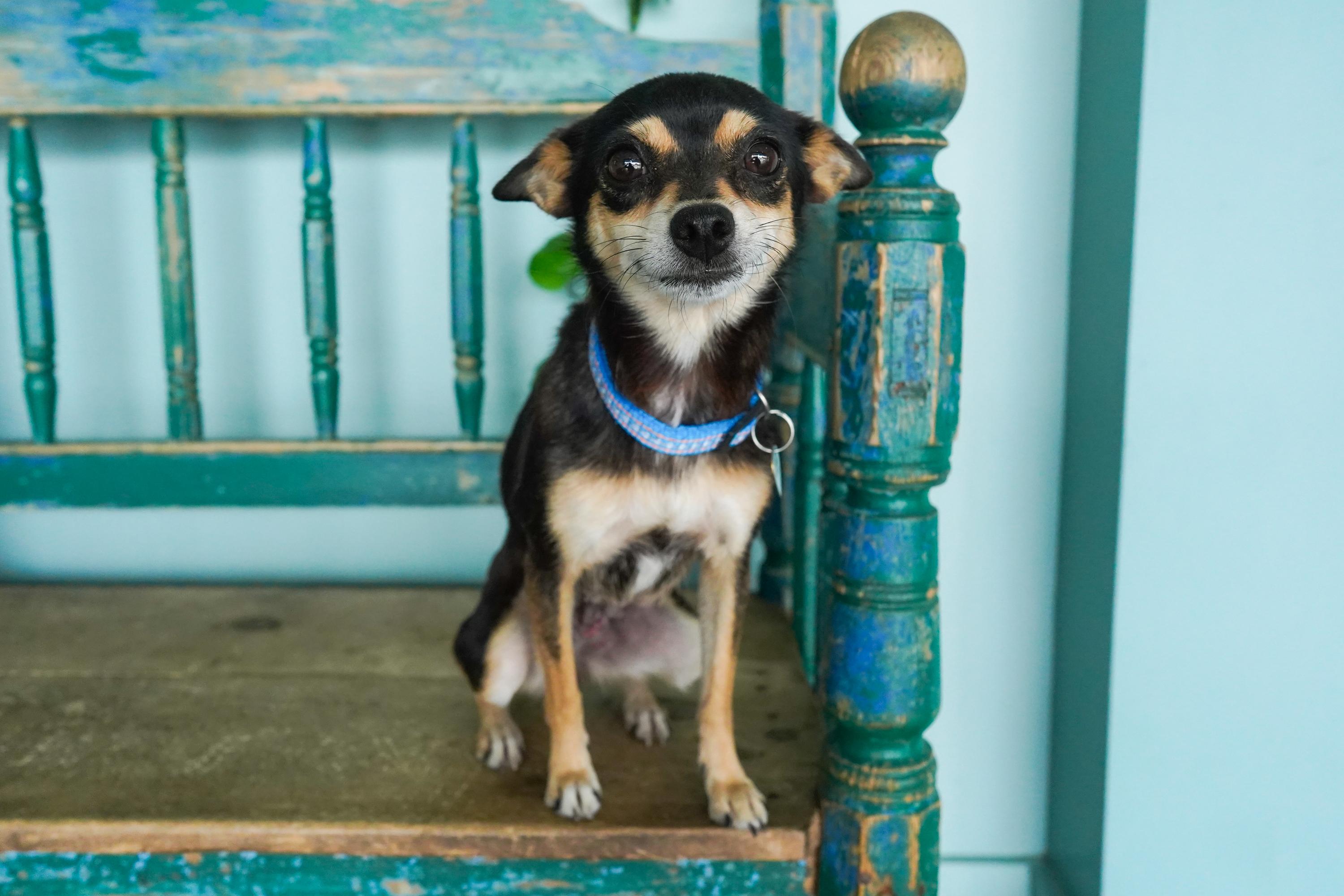 Pumpkin, a Adoptable mixed breed in San Antonio, TX image 2/4