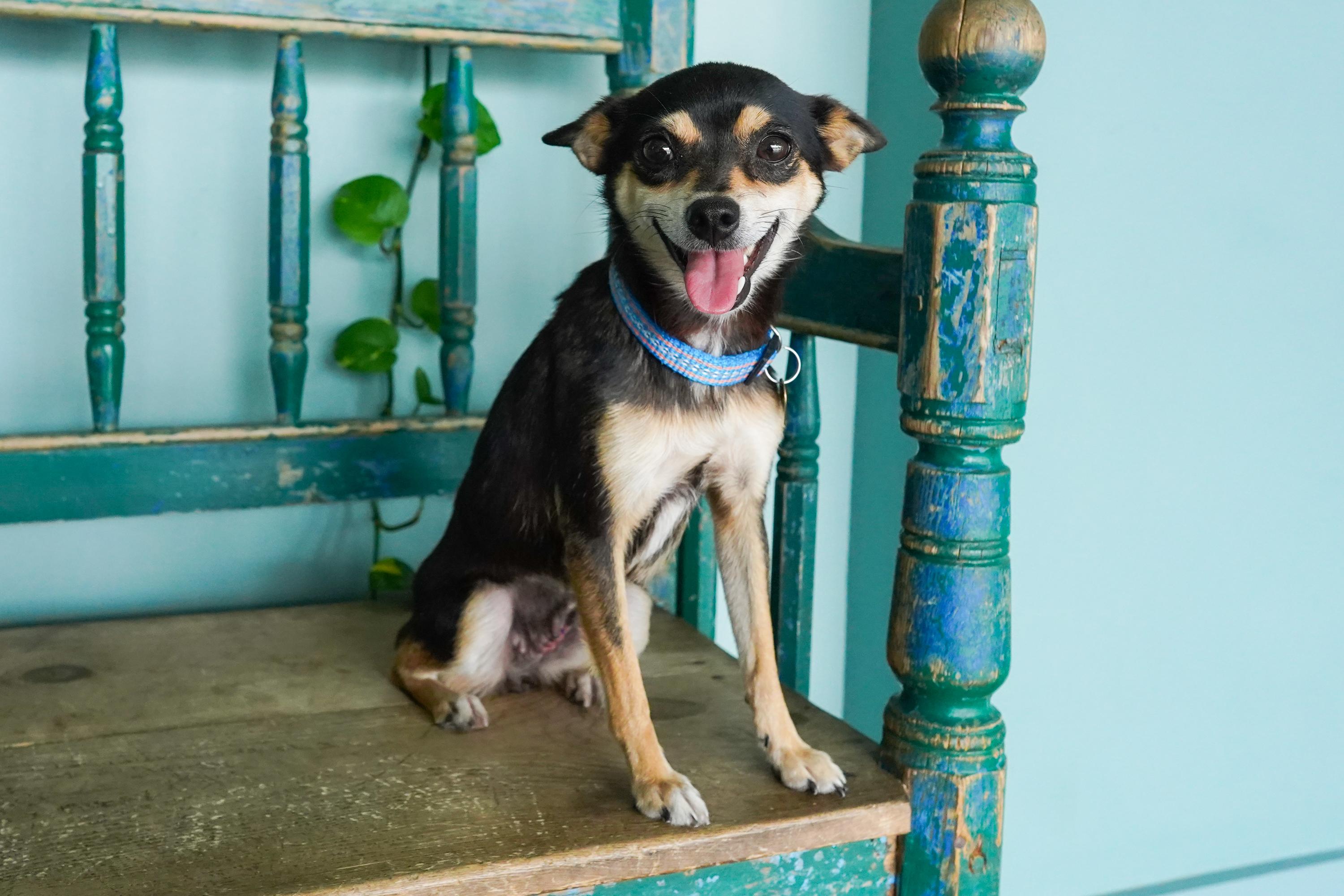 Pumpkin, a Adoptable mixed breed in San Antonio, TX image 3/4