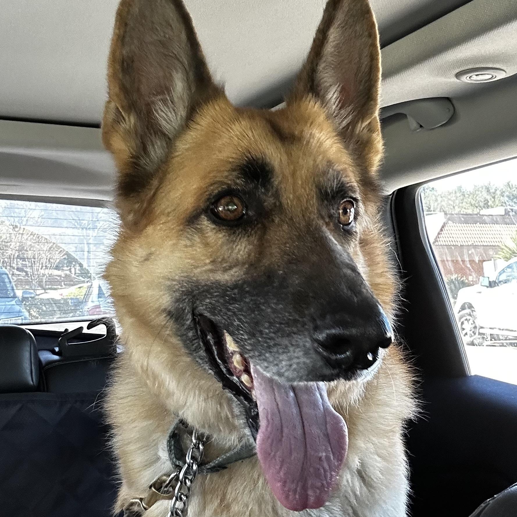 Brett, a ADOPTABLE German Shepherd Dog in Houston, TX image 3/6