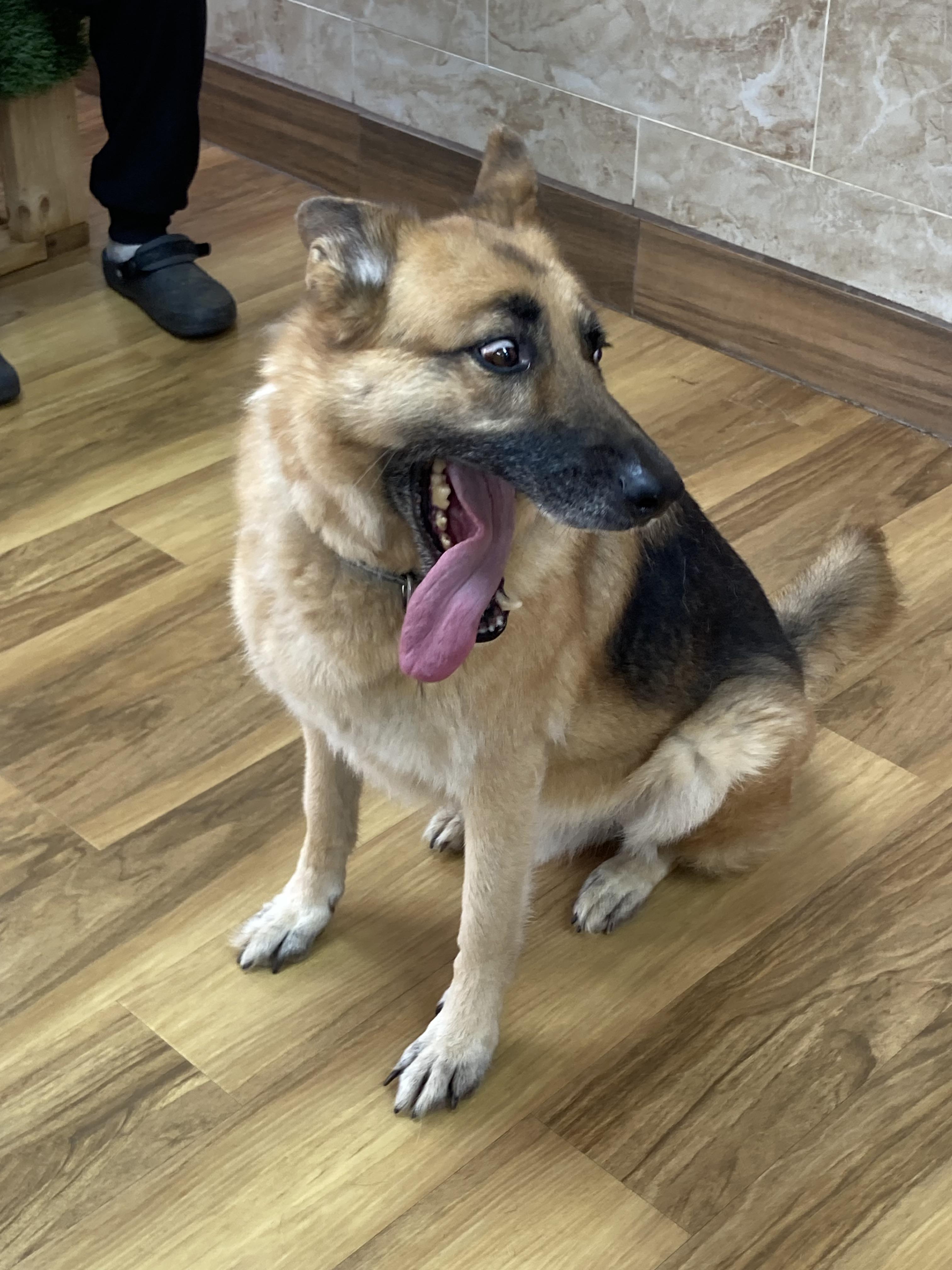 Brett, a ADOPTABLE German Shepherd Dog in Houston, TX image 5/6