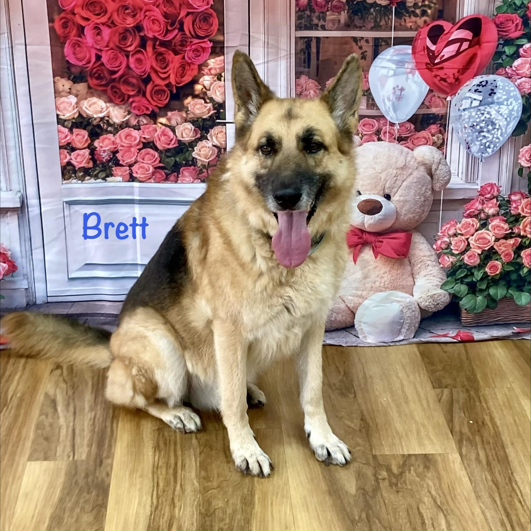 Brett, a ADOPTABLE German Shepherd Dog in Houston, TX image 1/6