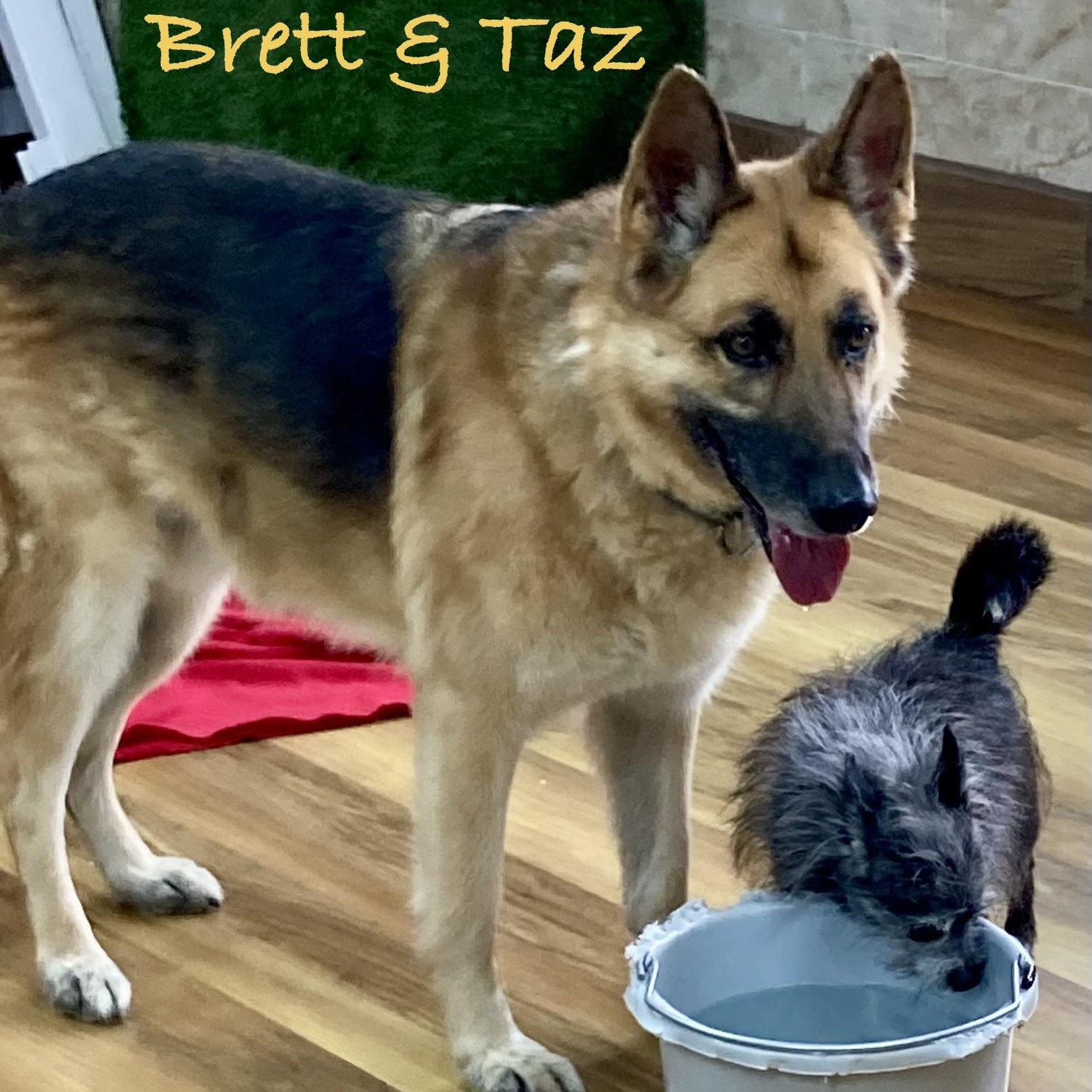 Brett, a ADOPTABLE German Shepherd Dog in Houston, TX image 6/6