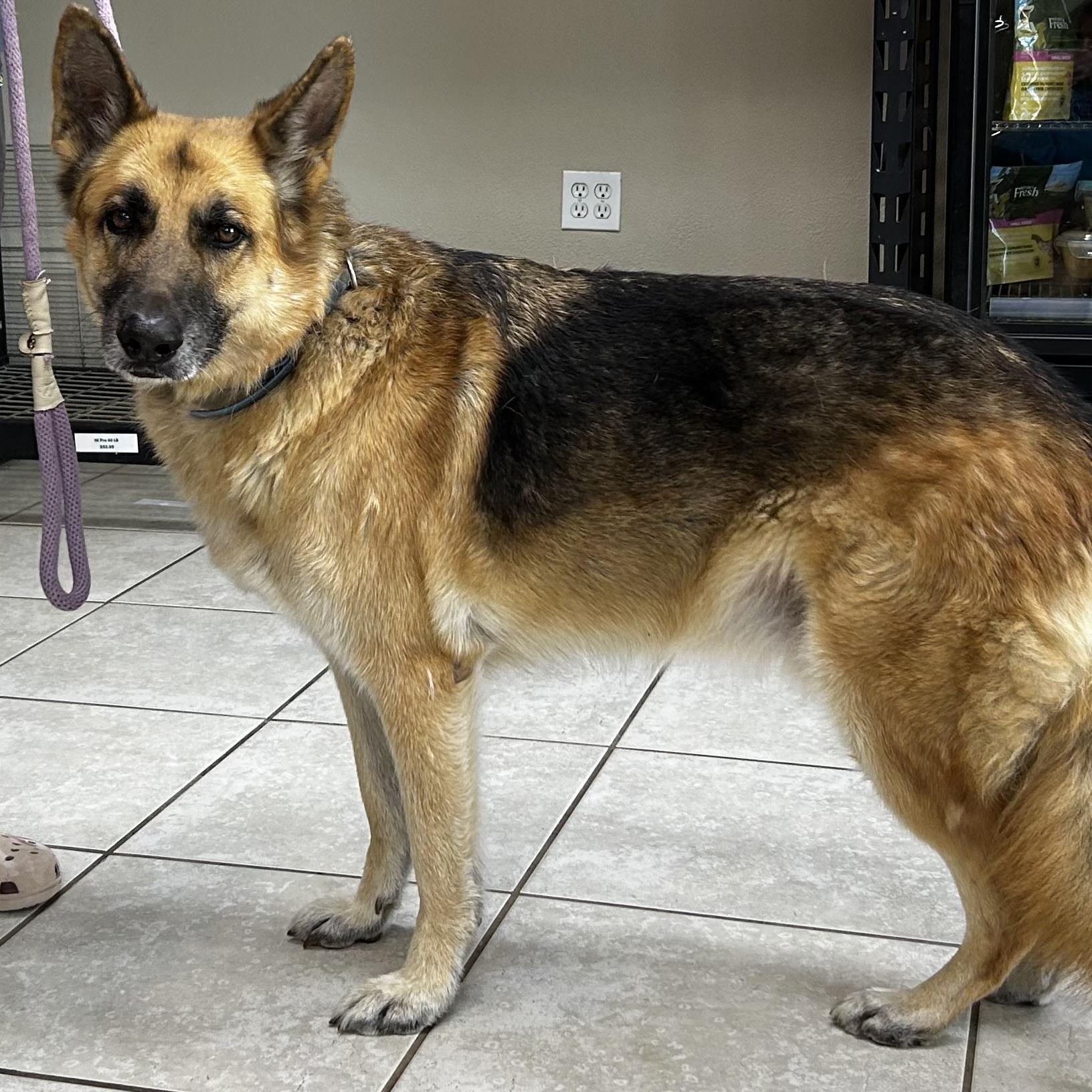 Brett, a ADOPTABLE German Shepherd Dog in Houston, TX image 4/6